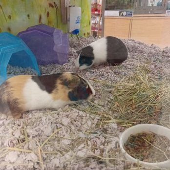 Petco - Pet Training Near Me - Morgantown, West Virginia Petco - Pet Training Near Me - Morgantown, West Virginia