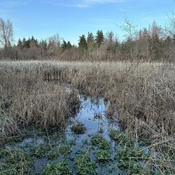Wetlands in the winter