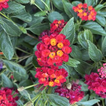 Armstrong Garden Centers - Nurseries & Gardening Near Me - Glendora, California
