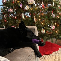 South Lyon Animal Clinic - Luna resting after being checked out and bandaged up by the amazing staff at South Lyon Animal Clinic.