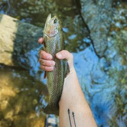 North Mills River Recreation Area - Rainbow Trout