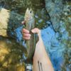 North Mills River Recreation Area gift card
