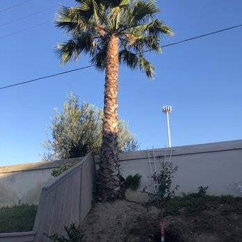Ortega's Jr Tree Service - Tree Services Near Me - Riverside , California