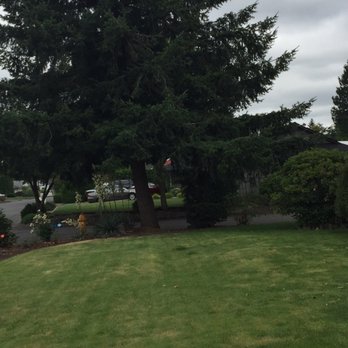 Mossy Tree Care - Tree removal - Tree Services Near Me - Portland, Oregon Mossy Tree Care - Tree removal - Tree Services Near Me - Portland, Oregon
