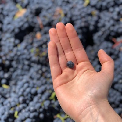 Tarrawarra Estate by null