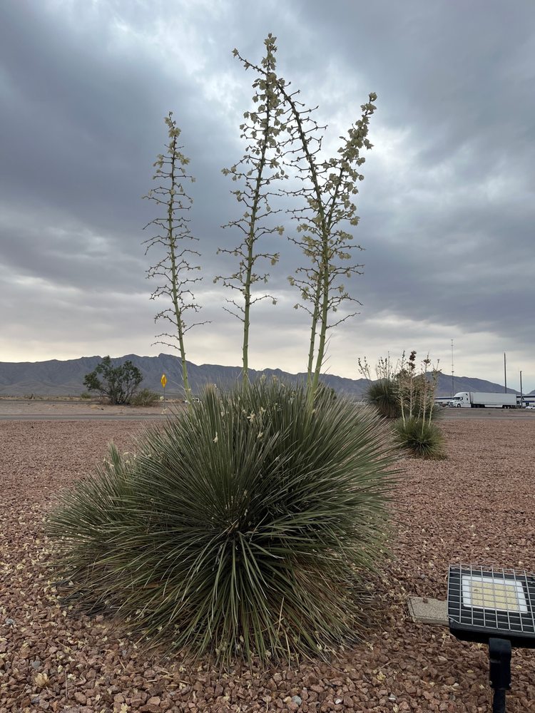 Texas Travel Information Center - social services organization in Anthony, TX