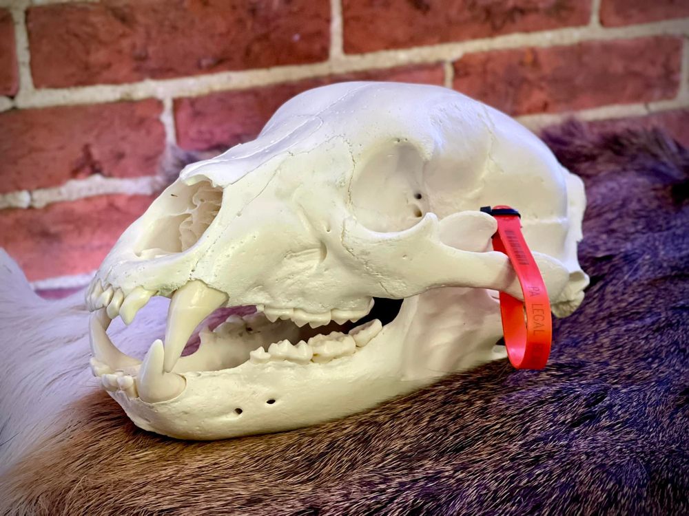 Young Bucks Skulls - taxidermy in Peach Bottom, PA