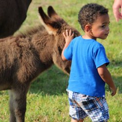 GratiDude Ranch - Little ones love the animals!