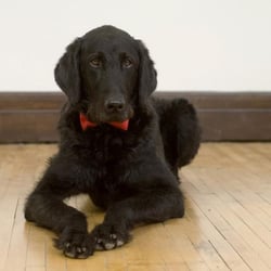 Equinox Botanical Boutique - I'm Mambo, the luckiest dog in the world. I get to hang out in a wonderfully tranquil place and then play and run.......