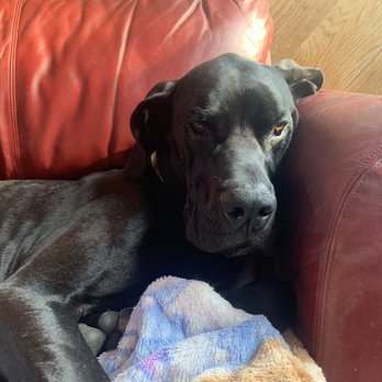 Dogwood Ranch Pet Resort - He is worn out ! - Pet Groomers Near Me - Prunedale, California