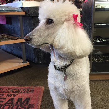 The Pink Poodle - Used, Vintage & Consignment Near Me - Madison, Wisconsin