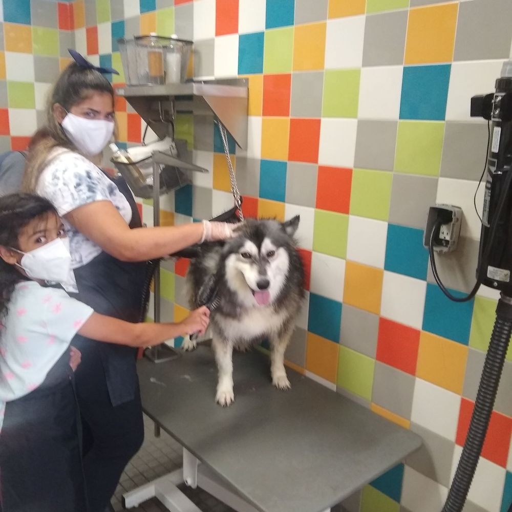 Petco - Dog fur drier! - Pet Stores Near Me - San Antonio, Texas Petco - Dog fur drier! - Pet Stores Near Me - San Antonio, Texas