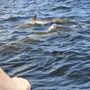 Photo of Chase N Fins