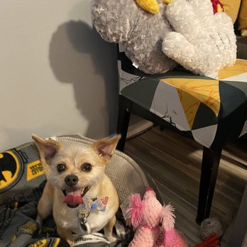 The Bubble Club - After grooming - Pet Groomers Near Me - Houston, Texas