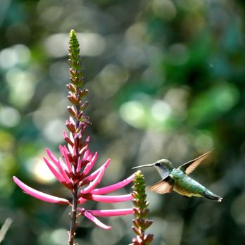 Packary Channel Park - Female hummingbird - Parks Near Me - Corpus Christi, Texas Packary Channel Park - Female hummingbird - Parks Near Me - Corpus Christi, Texas