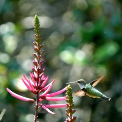 Packary Channel Park - Female hummingbird