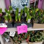 Photo of Winnie Florist