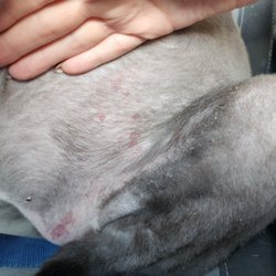 Pampered Paw's Express Salon & Spa at Peoria - Burns on her belly