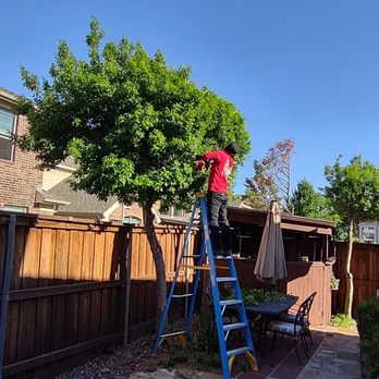 Walmer H Tree Service - Tree Services Near Me