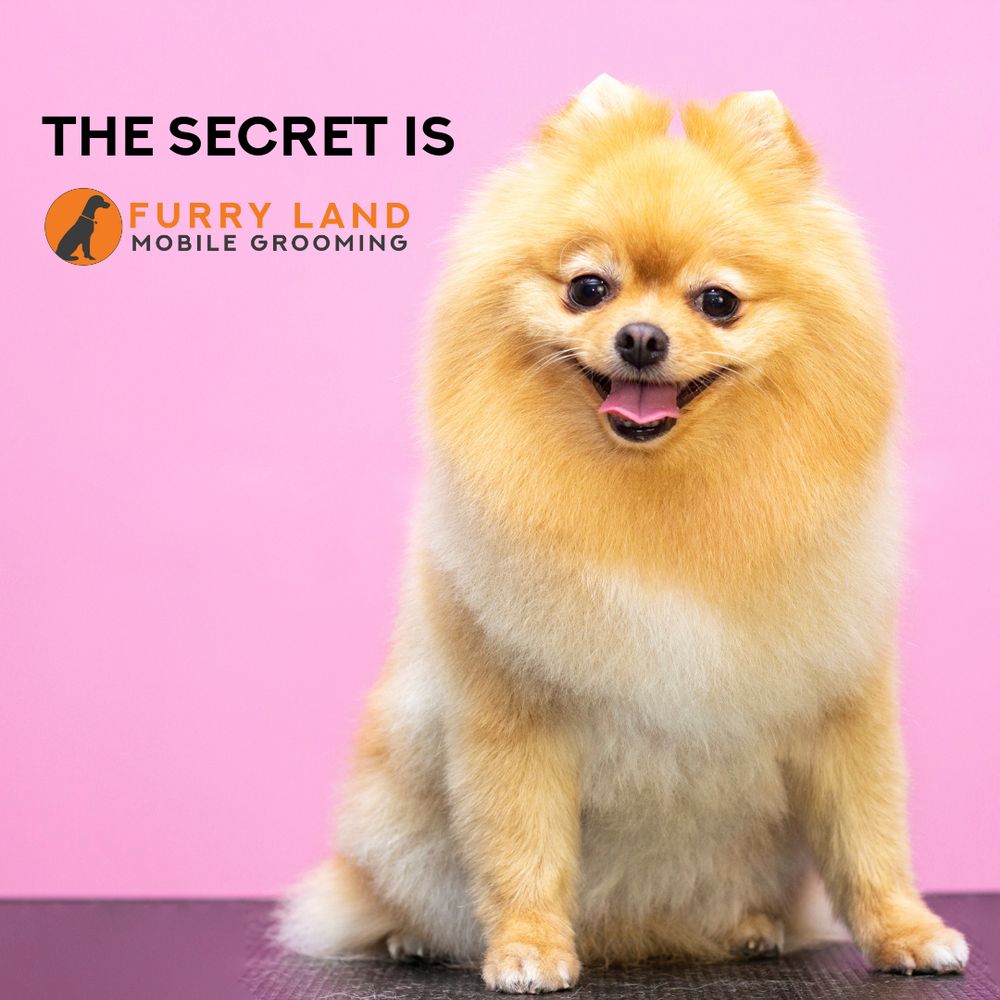 FURRY LAND MOBILE GROOMING SAN ANTONIO Updated August 2024 24