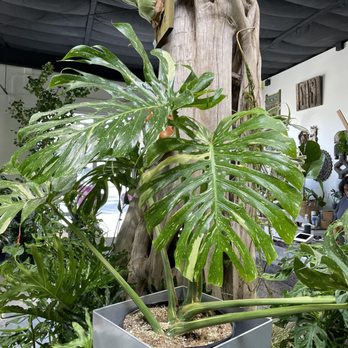 Exotic Plants - Nurseries & Gardening Near Me - Sacramento, California Exotic Plants - Nurseries & Gardening Near Me - Sacramento, California