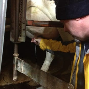 Verdant View Farm - Cow milking! - Bed & Breakfast Near Me - Paradise, Pennsylvania Verdant View Farm - Cow milking! - Bed & Breakfast Near Me - Paradise, Pennsylvania