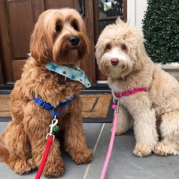 Hales Australian Labradoodles - Pet Stores Near Me - Bakersfield, California
