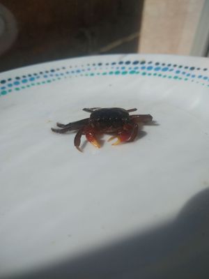 Three Little Fish by null