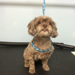 Dog-Gone Clean - The Teddy Bear look, after a hair cut.