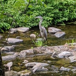 Mill of Kintail Conservations Area - A heron landed in the river near the mill