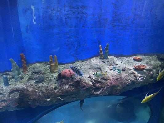 Mississippi Aquarium by null