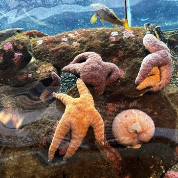 Seattle Aquarium - Starfish just hangin out. - Aquariums Near Me - Seattle, Washington Seattle Aquarium - Starfish just hangin out. - Aquariums Near Me - Seattle, Washington