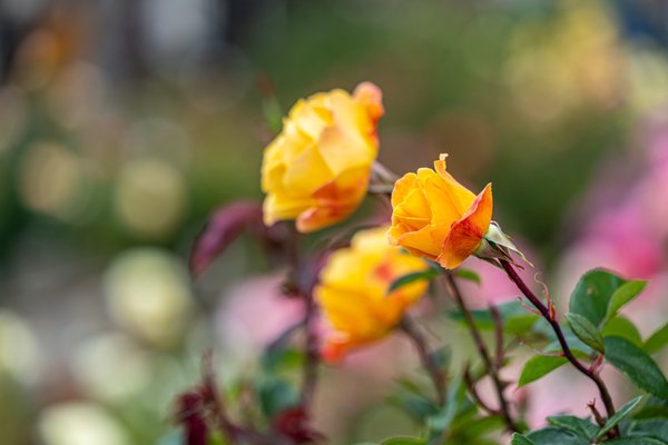 Berkeley Rose Garden by null