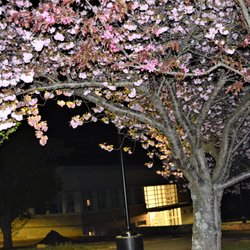 County College of Morris - D. Budney