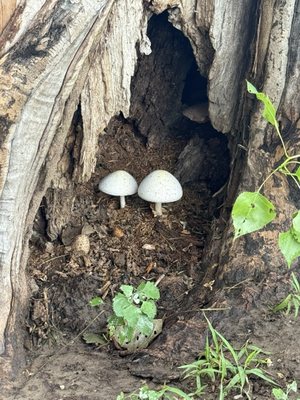 Kaw Point Park by null