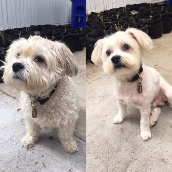 Star Dogs - Love this place and so dose Mr Marley ! - Pet Groomers Near Me - La Mesa, California