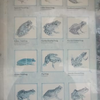 Van Fleet Trail Mabel Trailhead - Frog guide. I'm pretty sure Boon has eaten several of them. Especially the endangered ones. - Parks Near Me - Webster, Florida