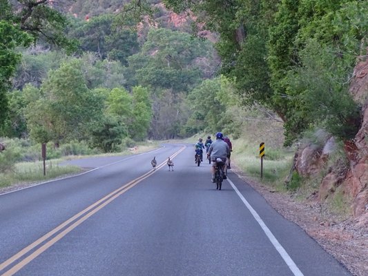 Zion Outfitter by null