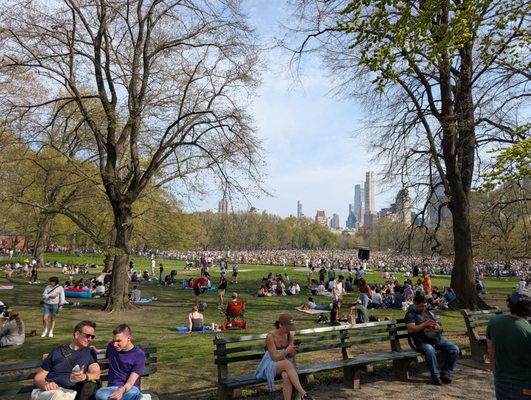 Sheep Meadow by null