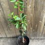Photo of Brite Leaf Citrus Nursery