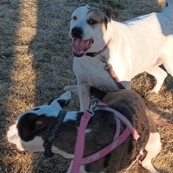 Vet R Us - We love to see happy pets. - Veterinarians Near Me