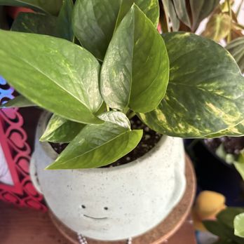 Hagan Ace Hardware - Golden pothos - Hardware Stores Near Me - Jacksonville, Florida