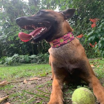 Performance K9 Training - Pet Training Near Me - Bonsall, California Performance K9 Training - Pet Training Near Me - Bonsall, California