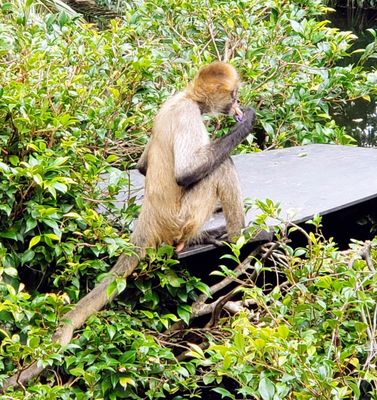 Auckland Zoo by null