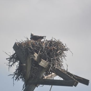 Eco Endeavors - Boat Tours Near Me - Goodland, Florida