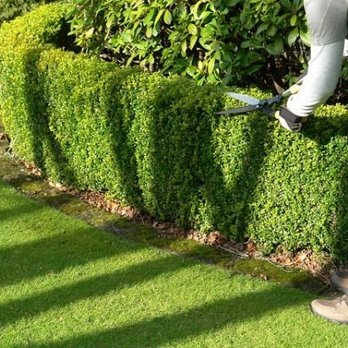 Yorba Yard Care - a man trimming a hedge - Lawn Services Near Me Yorba Yard Care - a man trimming a hedge - Lawn Services Near Me