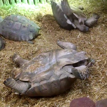 Reptile Island - Pet Stores Near Me - Stanton, California Reptile Island - Pet Stores Near Me - Stanton, California