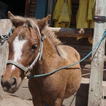 Vail Stables - Mini horse - Horseback Riding Near Me - Vail, Colorado