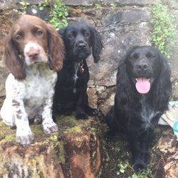 muiravonside kennels