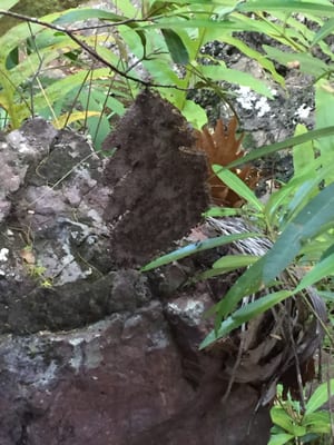 Litchfield National Park by null